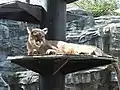 Cougar