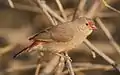 juvenile L. s. rendalliSouth Africa