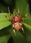 Neoscona domiciliorum Virginia, USA