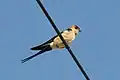 Red-rumped swallow in Calpe, Spain - May 2018