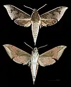 Rhagastis rubetra