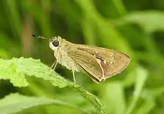 Borbo cinnara