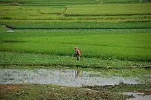 Image 60Rice fields in Takeo Province (from Agriculture in Cambodia)