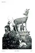 Roe Deer.