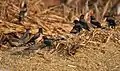 Rosy starling (Sturnus roseus) near Hyderabad
