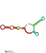 RsaE: Secondary structure of RsaE. Rfam family RF01820