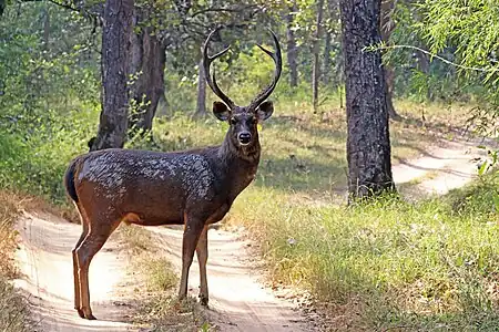 Brown cervid