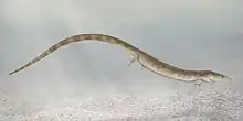 Sauropleura, a urocordylid "nectridean"