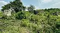 Scene at Mbutu Bandarini Ruins