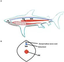 Image 17Lateral and Cross Section View of Shark Red and White Locomotor Muscles (from Shark anatomy)