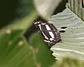 On a chalta (Dillenia indica) leaf in Kolkata, West Bengal, India