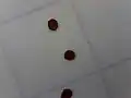 Seed, background lines are 5&nbsp;mm (0.20&nbsp;in) apart