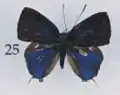 Upperside, syntype male, from southern Sulawesi