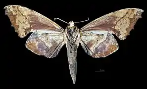 Female underside