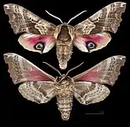 Smerinthus cerisyi