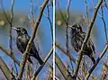 Mating display of raising feathers