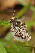 Spring beauty andrena