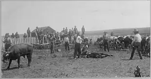 A man brands a cow while two men restrain it. A group of men watch.
