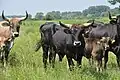 "Londo" (centre): 50%&nbsp;Sayaguesa, 25%&nbsp;Heck, 25%&nbsp;Chianina; son of Lamarck