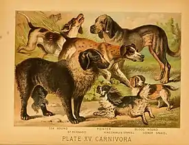 Image 42An 1897 illustration showing a range of European dog breeds (from Dog breed)