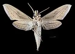 Male ventral