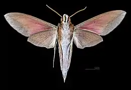 Male ventral view