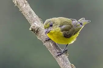 female E. l. melanuraColombia