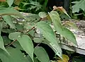 Leaves of T. orientale in Goa, India.