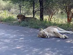 Two lionesses having a break after an unsuccessful hunt in Kruger National Park