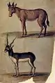 Red Hartebeest and Blackbuck