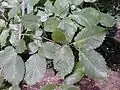 'Vegeta' foliage, North Merchiston Cemetery, Edinburgh