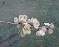 Samarae of Wentworth Weeping Elm, Holyrood Palace gardens