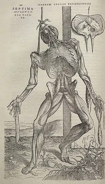 Image 12Vesalius's intricately detailed drawings of human dissections in Fabrica helped to overturn the medical theories of Galen. (from Scientific Revolution)