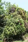 Pancha ratna Shyama Sundar temple (or Vishnu) temple, almost covered by vegetation in 2018 - top of central pinnacle is visible