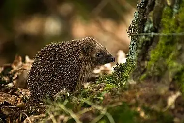 Image 7European HedgehogPhoto: HraldThe European Hedgehog (Erinaceus europaeus) is a hedgehog species native to western and northern Europe. Adults are 20–30&nbsp;cm (7.9–11.8&nbsp;in) in length, weighing from 600 to 1,200&nbsp;g (21 to 42&nbsp;oz), depending on the season, with males slightly larger than females. It is nocturnal, and if alarmed will roll itself into a ball, protecting itself against potential predators with its spines.More selected pictures