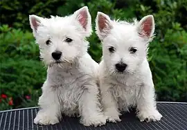 Image 48West Highland White Terrier puppies (from Puppy)