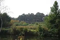 Image: 250 pixels