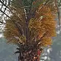Female flowers at Narendrapur near Kolkata, West Bengal, India