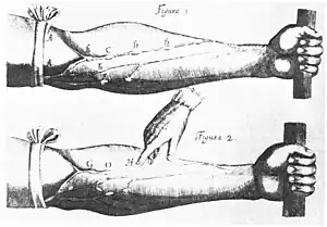 Image 4Image of veins from William Harvey's Exercitatio Anatomica de Motu Cordis et Sanguinis in Animalibus. Harvey demonstrated that blood circulated around the body, rather than being created in the liver. (from Scientific Revolution)