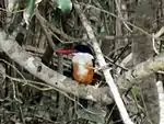 Black-capped kingfisher