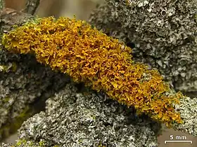 fruticose: Xanthomendoza oregana