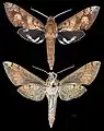 Xylophanes rufescens