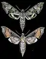 Xylophanes zurcheri