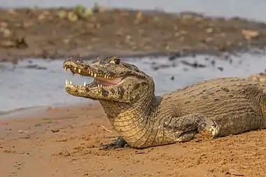 Image 1Yacare caimanPhotograph: Charles J. SharpThe yacare caiman (Caiman yacare) is a species of caiman found in central South America. About ten million individuals, such as this one, exist within the Brazilian pantanal, representing what may be the largest single crocodilian population on Earth. This small-to-medium sized species feeds mainly on fish (especially piranha), but also eats birds, reptiles, and small mammals.More selected pictures