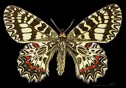 Female
