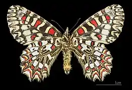 Male underside