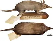 Brown armadillo