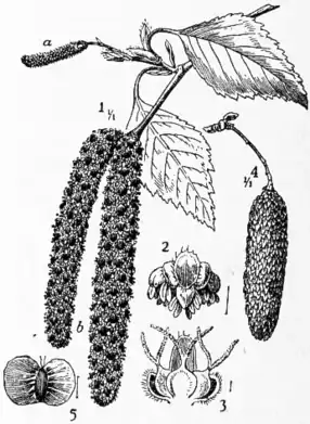 1911 Britannica-Birch-Betula alba.png