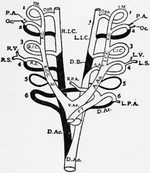 1911 Britannica - Embryonic Arterial Arches.png