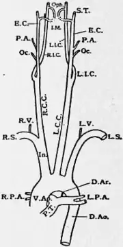 1911 Britannica - Human Aorta.png